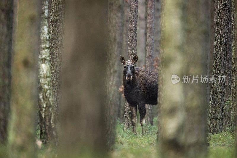 驼鹿(Alces Alces)